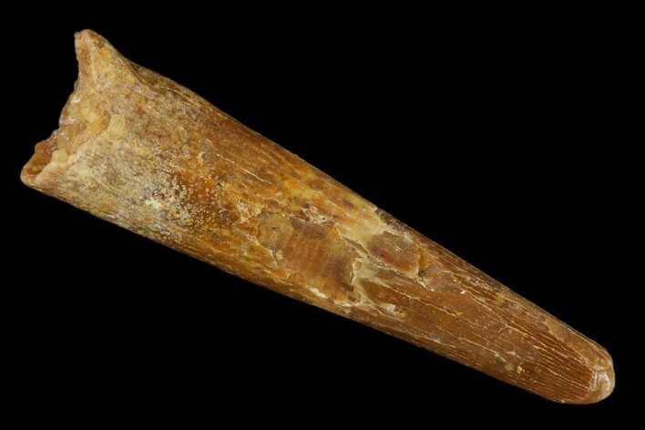 Fossil Pterosaur (Siroccopteryx) Tooth - Morocco #140698